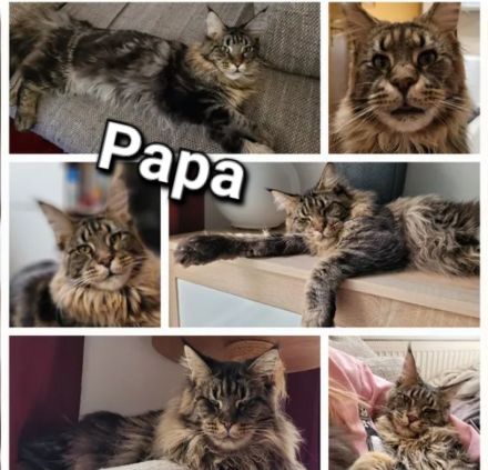 Maine Coon Kitten Katzenbaby Sachsen-Anhalt Halle Saale red-silver-tabby rot Kater