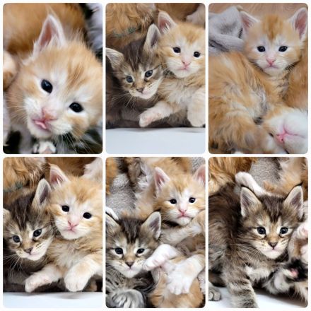 Maine Coon Kitten Katzenbaby Sachsen-Anhalt Halle Saale red-silver-tabby rot Kater