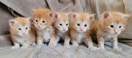 Maine Coon Kitten Katzenbaby Sachsen-Anhalt Halle Saale red-silver-tabby rot Kater