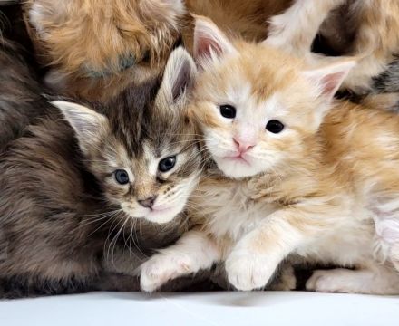 Maine Coon Kitten Katzenbaby Sachsen-Anhalt Halle Saale red-silver-tabby rot Kater