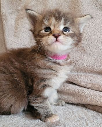 Maine Coon Kitten Katzenbaby Sachsen-Anhalt Halle Saale red-silver-tabby rot Kater