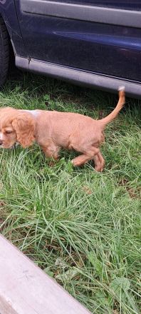 Cocker Spaniel Welpe