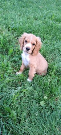 Cocker Spaniel Welpe