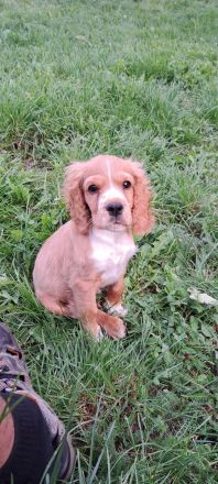 Cocker Spaniel Welpe