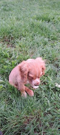 Cocker Spaniel Welpe