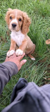 Cocker Spaniel Welpe