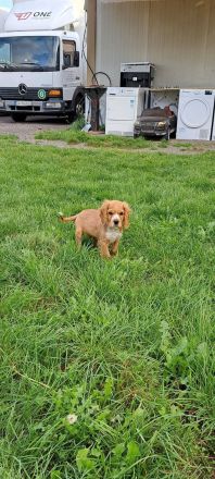 Cocker Spaniel Welpe