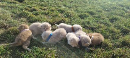 British Kurzhaar Kitten reinrassig