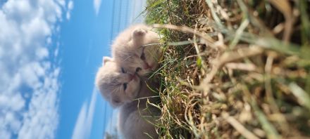 British Kurzhaar Kitten reinrassig