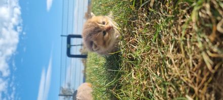 British Kurzhaar Kitten reinrassig