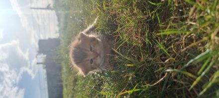 British Kurzhaar Kitten reinrassig