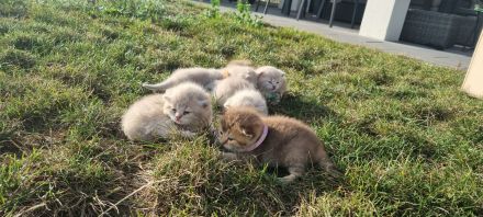 British Kurzhaar Kitten reinrassig