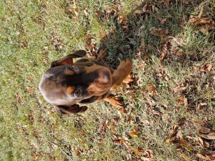 Magyar vizsla Deusche kurzhar mix