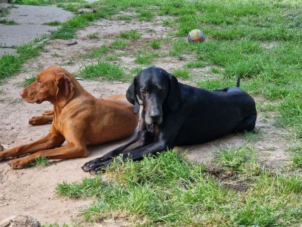 Magyar vizsla Deusche kurzhar mix