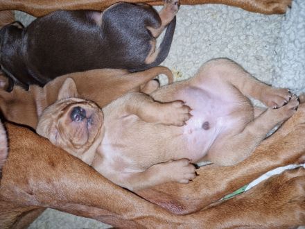 Magyar vizsla Deusche kurzhar mix