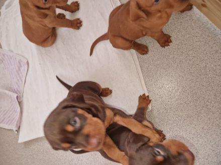 Magyar vizsla Deusche kurzhar mix