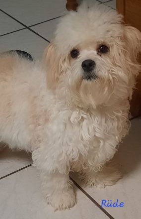 Bolonka Zwetna - Junghunde