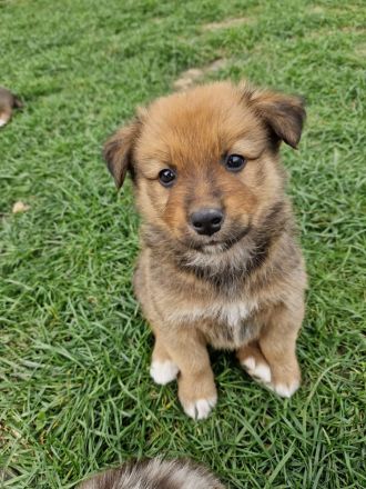 Australien Shepherd Mix Welpen