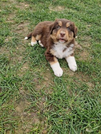 Australien Shepherd Mix Welpen
