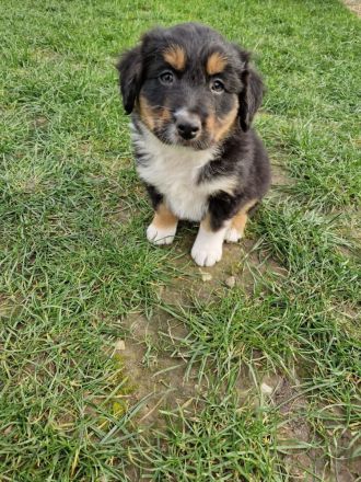 Australien Shepherd Mix Welpen