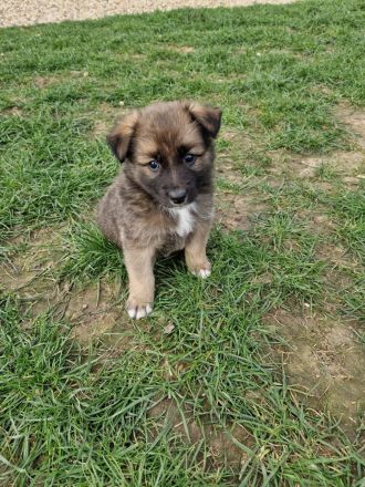 Australien Shepherd Mix Welpen
