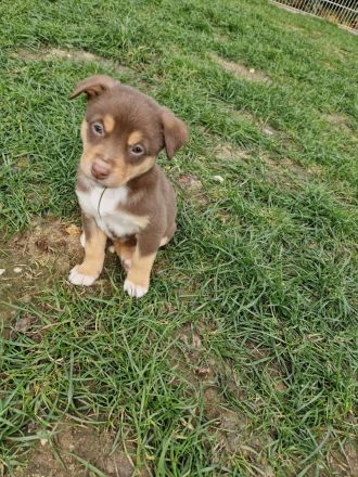 Australien Shepherd Mix Welpen