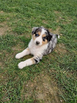 Australien Shepherd Mix Welpen