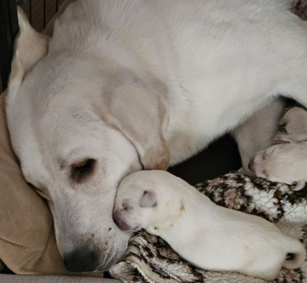 Weiß, beige Labrador welpen!