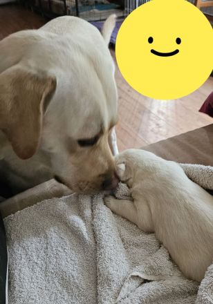 Weiß, beige Labrador welpen!