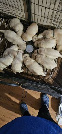 Weiß, beige Labrador welpen!