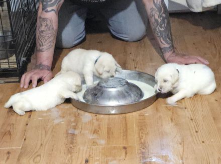 Weiß, beige Labrador welpen!