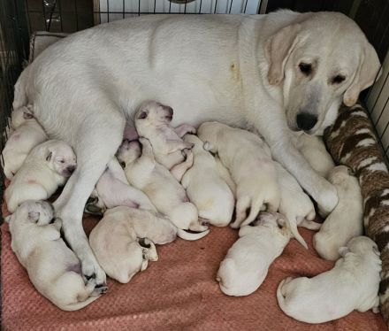 Weiß, beige Labrador welpen!