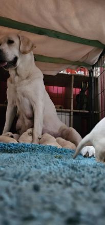 Weiß, beige Labrador welpen!