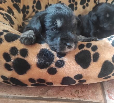 Zwergschnauzerwelpen