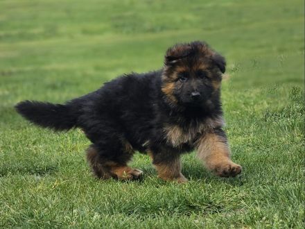 Deutsche Schäferhunde Welpen