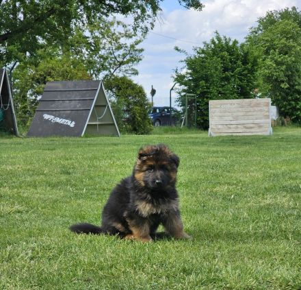 Deutsche Schäferhunde Welpen