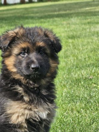 Deutsche Schäferhunde Welpen