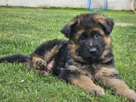 Deutsche Schäferhunde Welpen