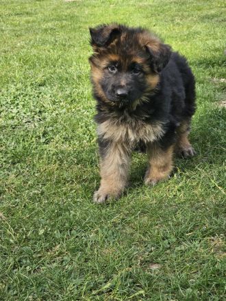 Deutsche Schäferhunde Welpen