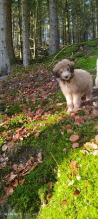 Doodle, Bordoodle Welpen, wunderschöne Welpen, nicht haarend! Allergiker geeignet! Wunderschön!