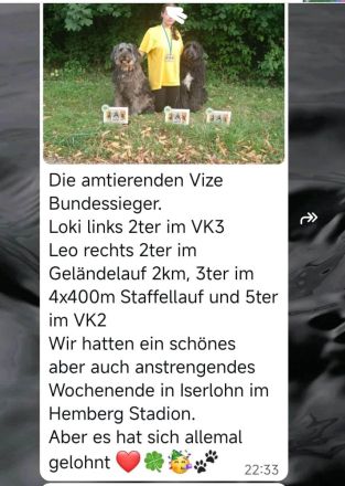 Doodle, Bordoodle Welpen, wunderschöne Welpen, nicht haarend! Allergiker geeignet! Wunderschön!