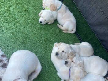 Reinrassige Labradorwelpen