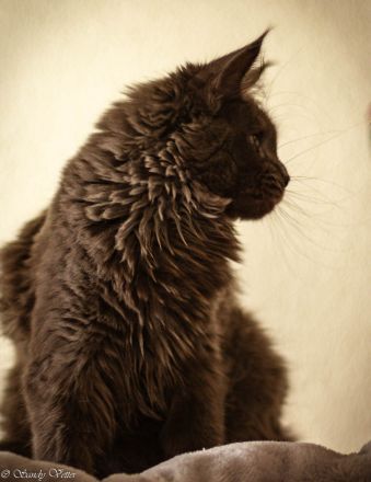 Reinrassige Maine Coon Dame auf der Suche