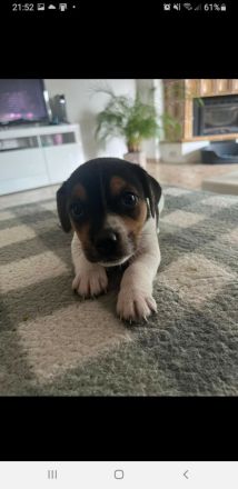 4 Süsse Jack Russel Terrier abzugeben