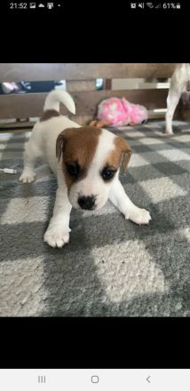 4 Süsse Jack Russel Terrier abzugeben
