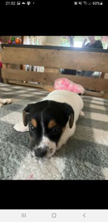 4 Süsse Jack Russel Terrier abzugeben