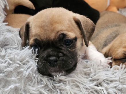 zauberhafte Retromopswelpen suchen ein Zuhause