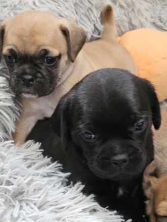 zauberhafte Retromopswelpen suchen ein Zuhause