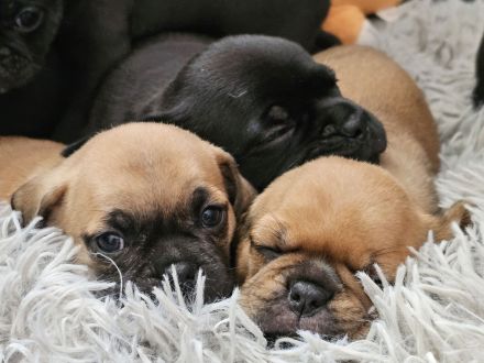 zauberhafte Retromopswelpen suchen ein Zuhause