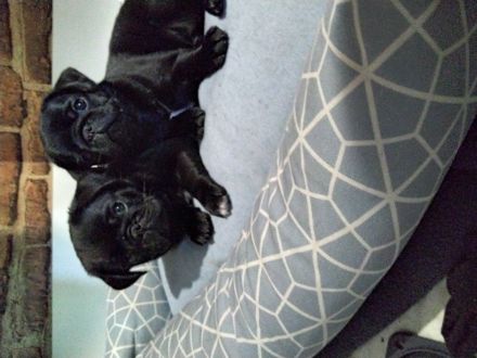 Möpschen  suchen die besten Eltern